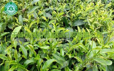 微生物有机肥厂家,微生物有机肥厂家电话,微生物有机肥,生物有机肥图片_高清图_细节图-玉林市绿涛有机复合肥 -